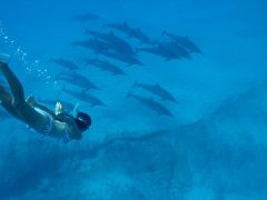 澄んだ海で魚たちと遊びたい 絶好のスノーケリングエリアをCheck！