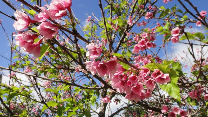 【在住者レポート】今年もハワイのワヒアワ地区に桜の季節がやってきた！ハワイで過ごすお花見パーティーの様子もお届け